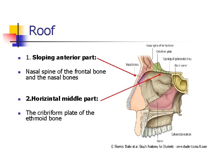 Roof n 1. Sloping anterior part: n Nasal spine of the frontal bone and