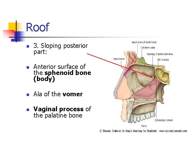 Roof n n 3. Sloping posterior part: Anterior surface of the sphenoid bone (body)