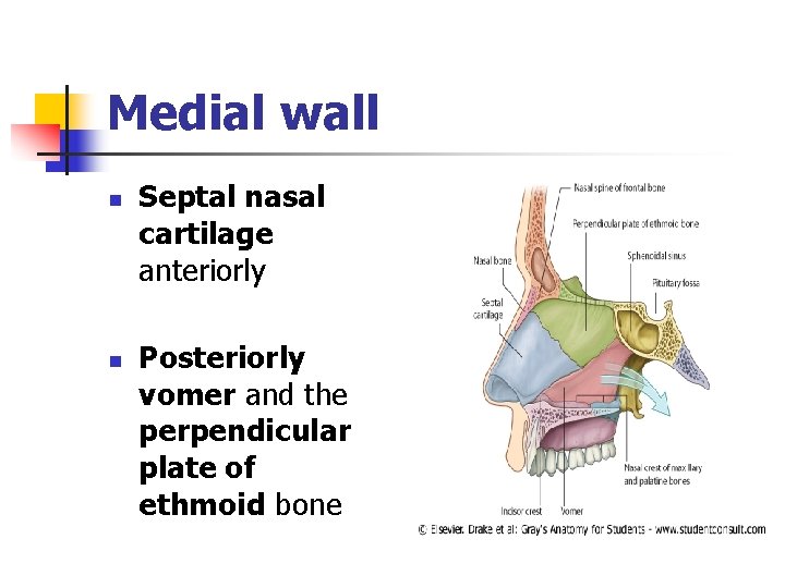 Medial wall n n Septal nasal cartilage anteriorly Posteriorly vomer and the perpendicular plate