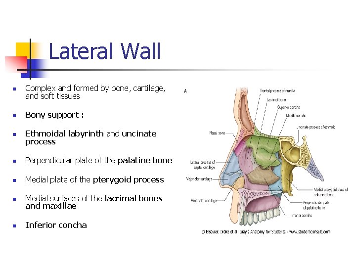 Lateral Wall n Complex and formed by bone, cartilage, and soft tissues n Bony