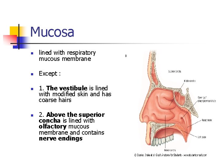 Mucosa n lined with respiratory mucous membrane n Except : n n 1. The