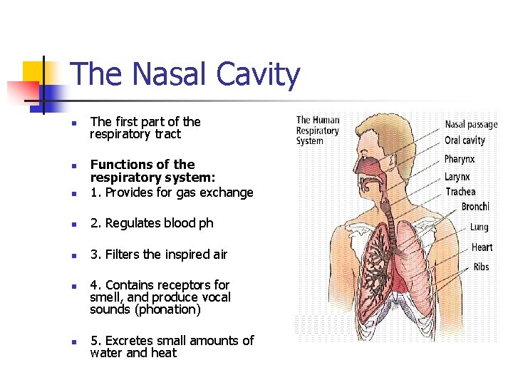 The Nasal Cavity n The first part of the respiratory tract n Functions of