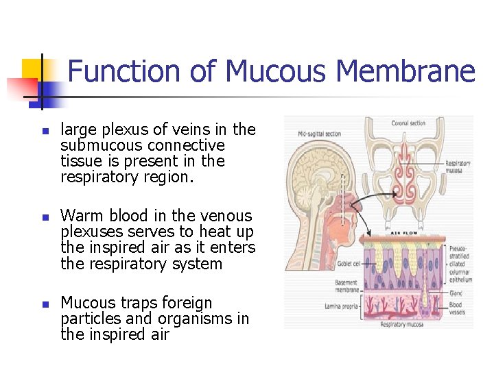 Function of Mucous Membrane n n n large plexus of veins in the submucous