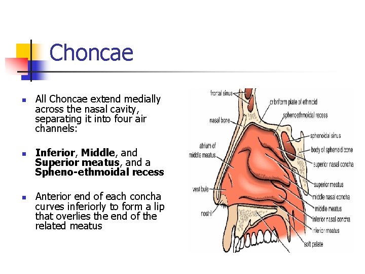 Choncae n n n All Choncae extend medially across the nasal cavity, separating it