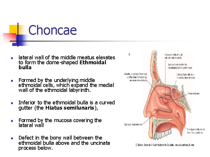 Choncae n n lateral wall of the middle meatus elevates to form the dome-shaped