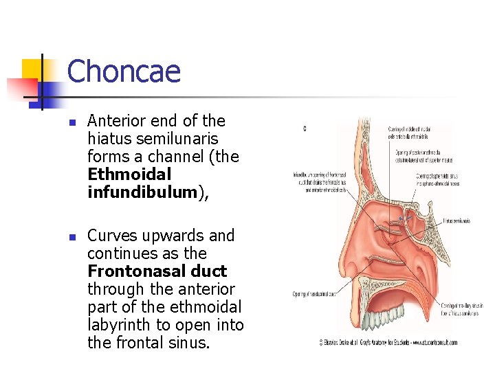 Choncae n n Anterior end of the hiatus semilunaris forms a channel (the Ethmoidal
