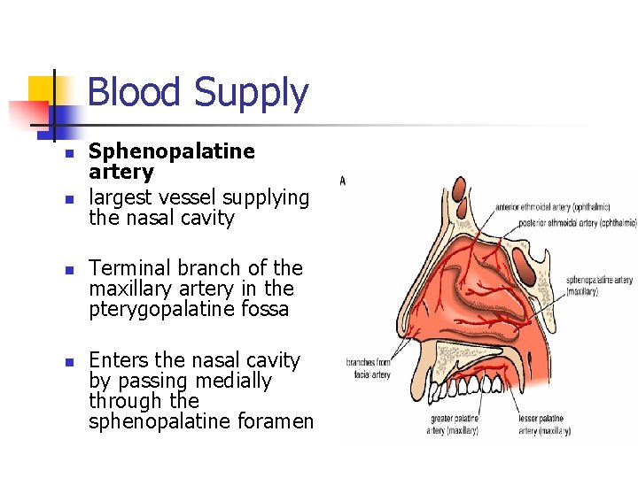 Blood Supply n n Sphenopalatine artery largest vessel supplying the nasal cavity Terminal branch