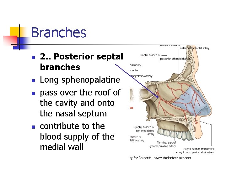 Branches n n 2. . Posterior septal branches Long sphenopalatine pass over the roof