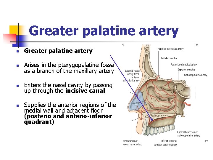 Greater palatine artery n Arises in the pterygopalatine fossa as a branch of the