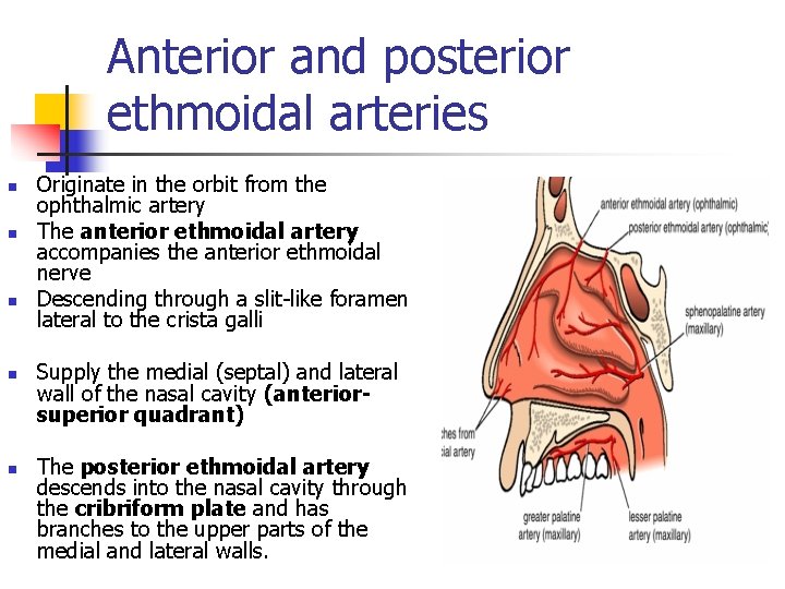 Anterior and posterior ethmoidal arteries n n n Originate in the orbit from the