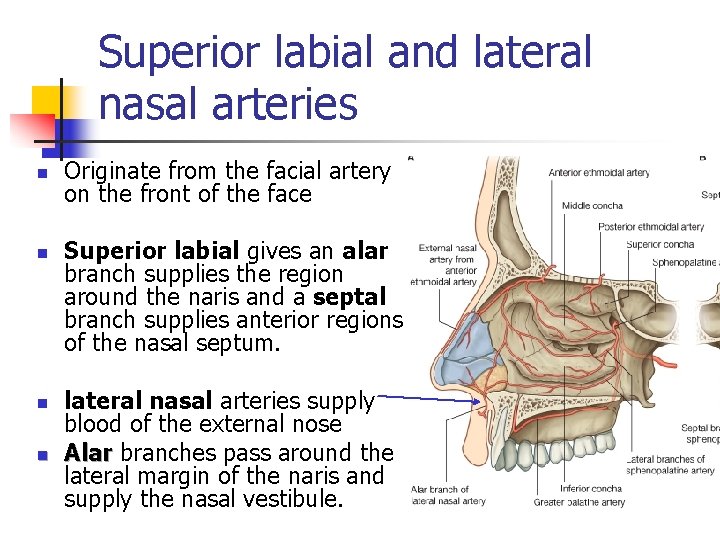 Superior labial and lateral nasal arteries n n Originate from the facial artery on