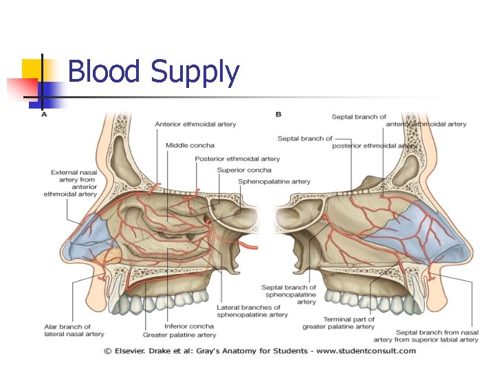 Blood Supply 