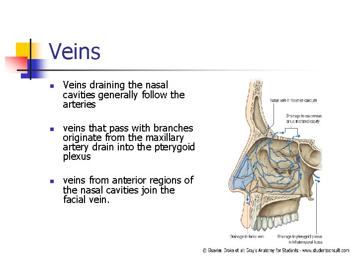 Veins n n n Veins draining the nasal cavities generally follow the arteries veins