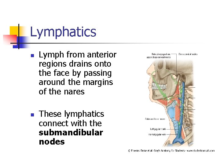 Lymphatics n n Lymph from anterior regions drains onto the face by passing around