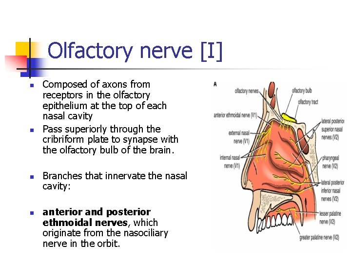 Olfactory nerve [I] n n Composed of axons from receptors in the olfactory epithelium