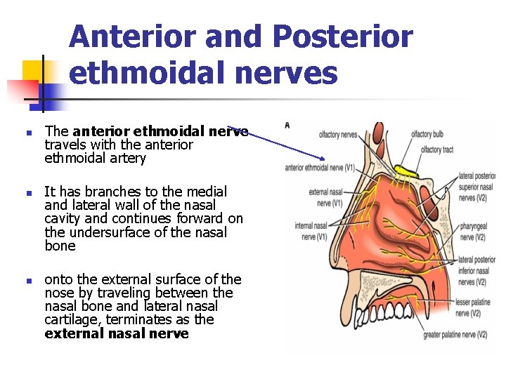 Anterior and Posterior ethmoidal nerves n n n The anterior ethmoidal nerve travels with