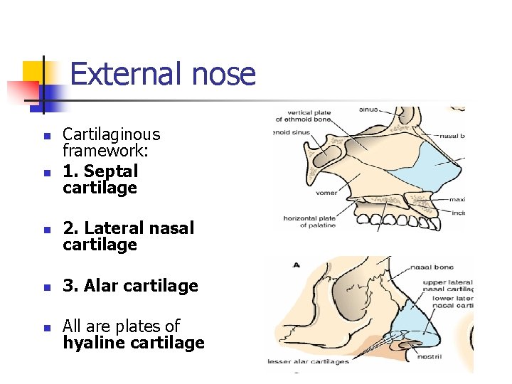 External nose n n Cartilaginous framework: 1. Septal cartilage n 2. Lateral nasal cartilage