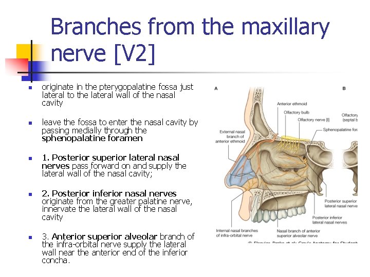 Branches from the maxillary nerve [V 2] n n n originate in the pterygopalatine