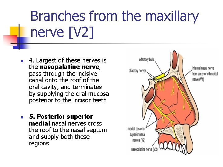 Branches from the maxillary nerve [V 2] n n 4. Largest of these nerves