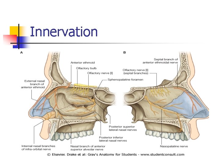 Innervation 