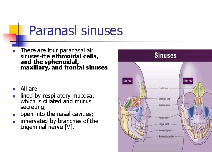 Paranasl sinuses n n n There are four paranasal air sinuses-the ethmoidal cells, and