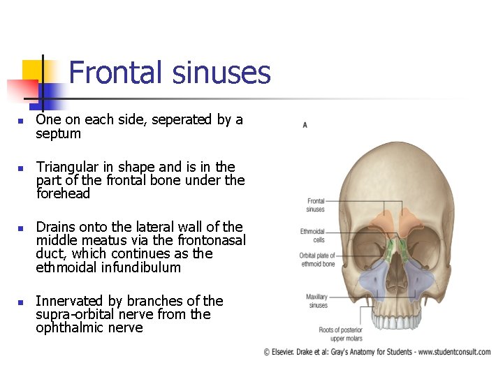 Frontal sinuses n n One on each side, seperated by a septum Triangular in