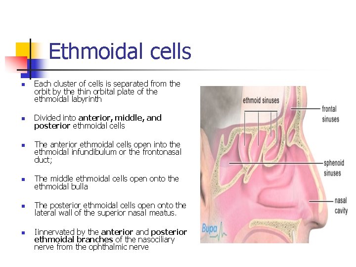 Ethmoidal cells n n n Each cluster of cells is separated from the orbit