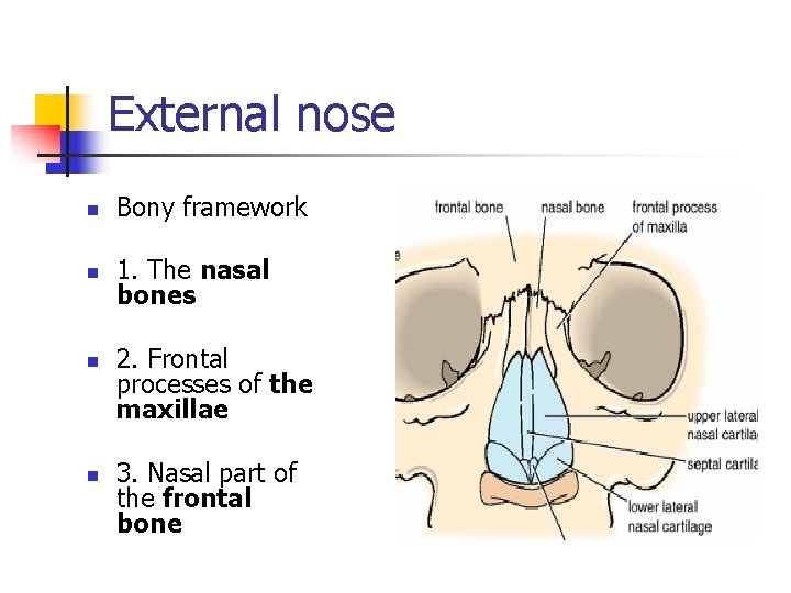 External nose n Bony framework n 1. The nasal bones n n 2. Frontal