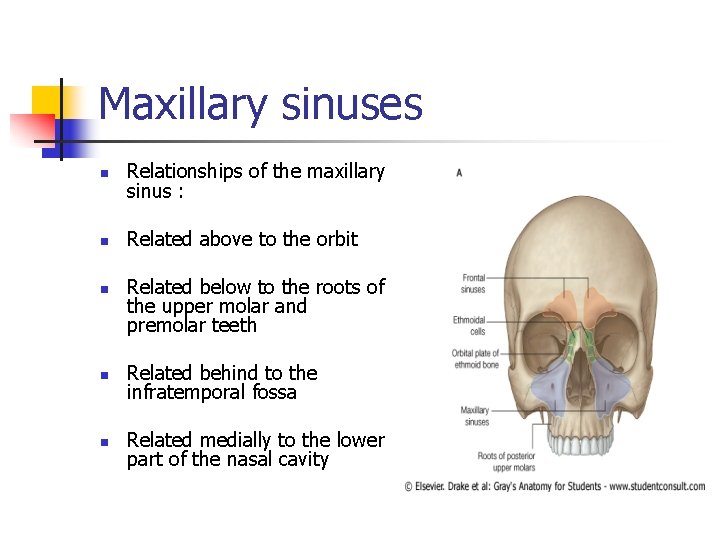 Maxillary sinuses n Relationships of the maxillary sinus : n Related above to the
