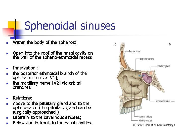 Sphenoidal sinuses n Within the body of the sphenoid n Open into the roof