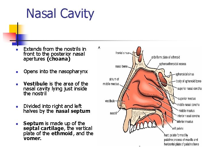 Nasal Cavity n n n Extends from the nostrils in front to the posterior