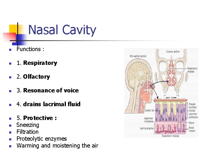 Nasal Cavity n Functions : n 1. Respiratory n 2. Olfactory n 3. Resonance