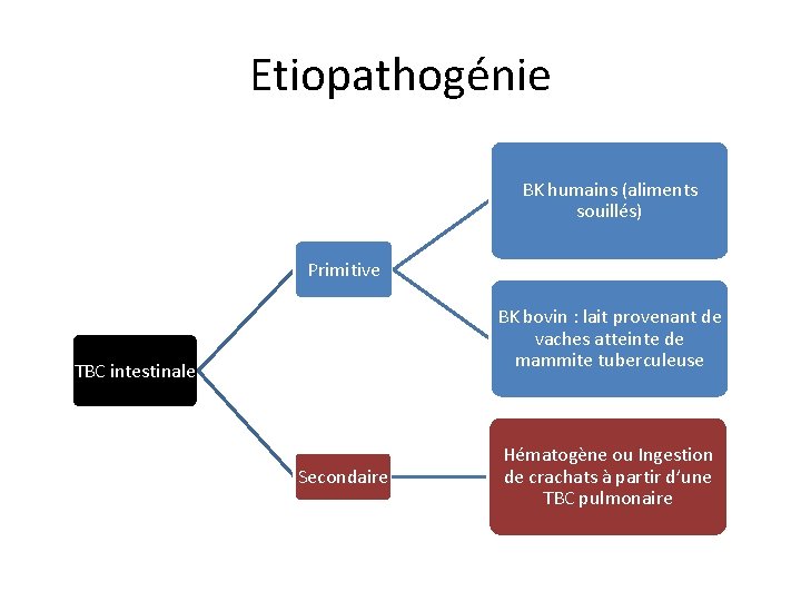 Etiopathogénie BK humains (aliments souillés) Primitive BK bovin : lait provenant de vaches atteinte