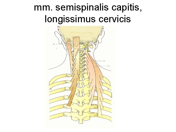 mm. semispinalis capitis, longissimus cervicis 