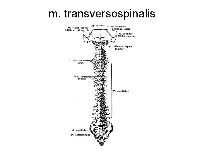 m. transversospinalis 