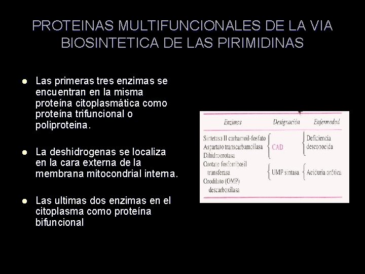 PROTEINAS MULTIFUNCIONALES DE LA VIA BIOSINTETICA DE LAS PIRIMIDINAS l Las primeras tres enzimas