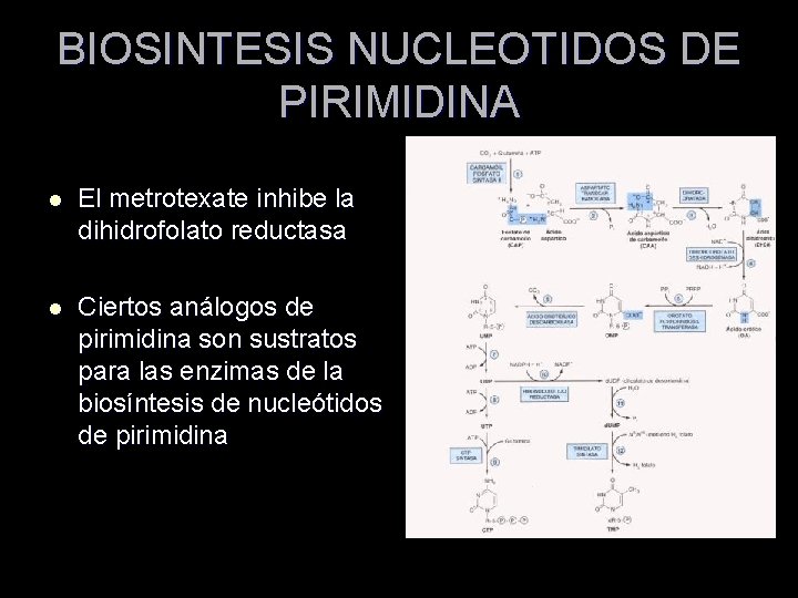 BIOSINTESIS NUCLEOTIDOS DE PIRIMIDINA l El metrotexate inhibe la dihidrofolato reductasa l Ciertos análogos