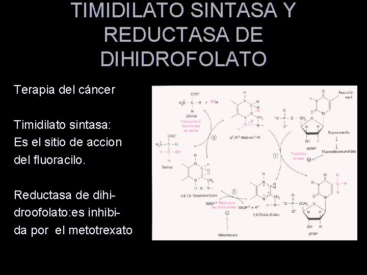 TIMIDILATO SINTASA Y REDUCTASA DE DIHIDROFOLATO Terapia del cáncer Timidilato sintasa: Es el sitio