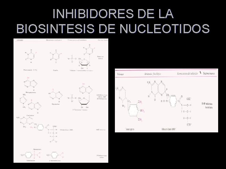 INHIBIDORES DE LA BIOSINTESIS DE NUCLEOTIDOS 