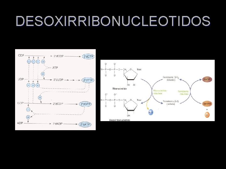 DESOXIRRIBONUCLEOTIDOS 