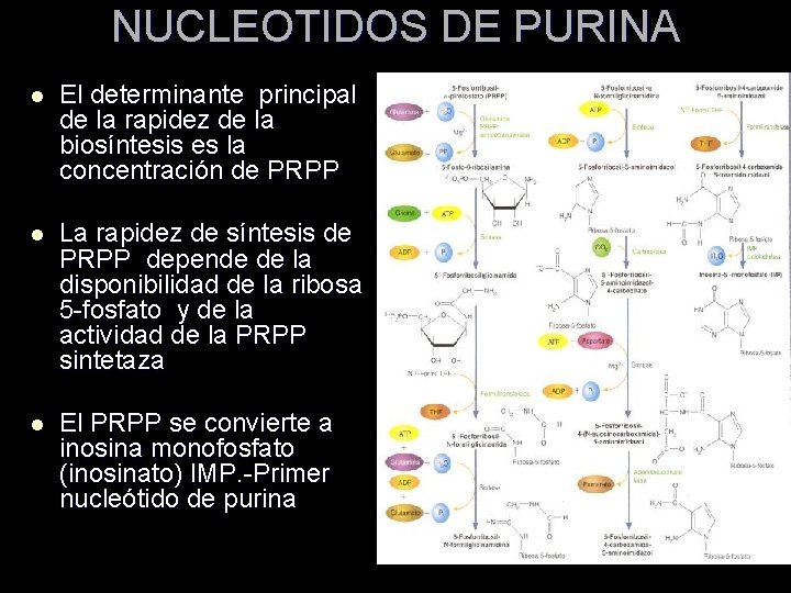 NUCLEOTIDOS DE PURINA l El determinante principal de la rapidez de la biosíntesis es