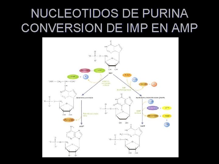 NUCLEOTIDOS DE PURINA CONVERSION DE IMP EN AMP 