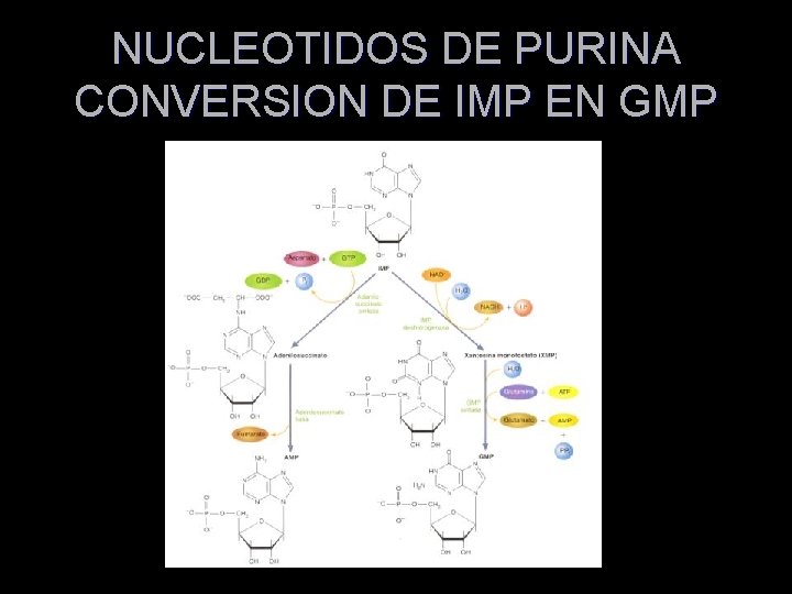 NUCLEOTIDOS DE PURINA CONVERSION DE IMP EN GMP 