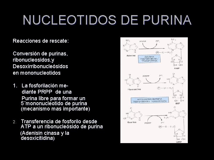 NUCLEOTIDOS DE PURINA Reacciones de rescate: Conversión de purinas, ribonucleosidos, y Desoxirribonucleósidos en mononucleotidos