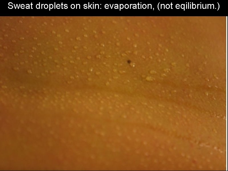 Sweat droplets on skin: evaporation, (not eqilibrium. ) 