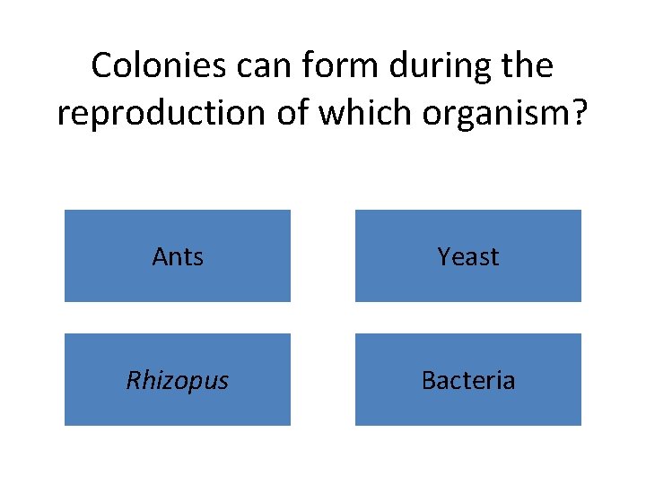 Colonies can form during the reproduction of which organism? Ants Yeast Rhizopus Bacteria 