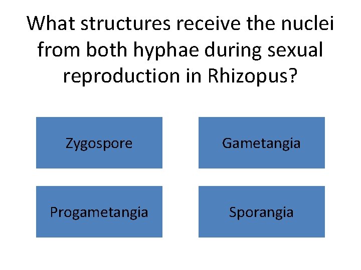 What structures receive the nuclei from both hyphae during sexual reproduction in Rhizopus? Zygospore