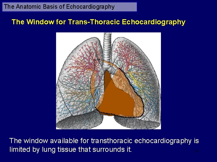 The Anatomic Basis of Echocardiography The Window for Trans-Thoracic Echocardiography The window available for