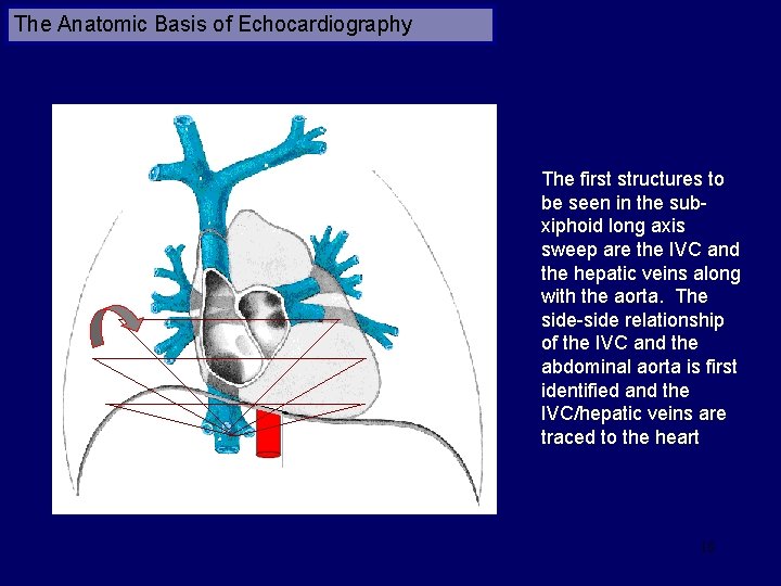 The Anatomic Basis of Echocardiography The first structures to be seen in the subxiphoid