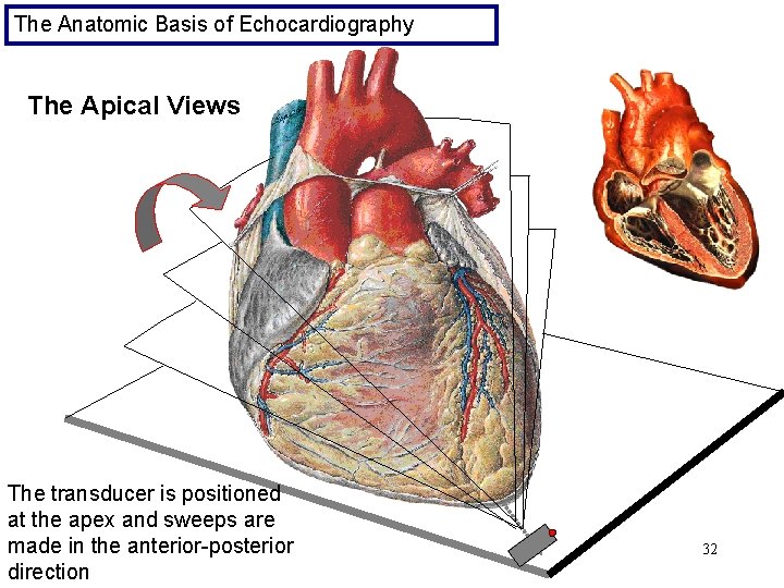 The Anatomic Basis of Echocardiography The Apical Views The transducer is positioned at the